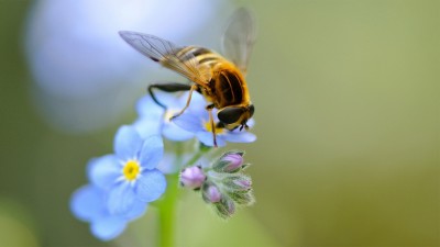 زنبور-آبی-حشره-حشرات-ماکرو-گل-حیوان-حیوانات